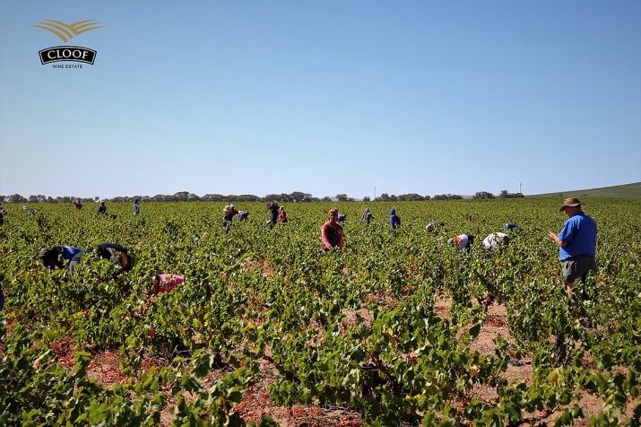 Cloof Wine Estate