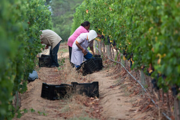 Glenelly_Harvest_007