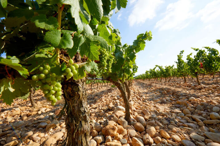 Falua – Sociedade de Vinhos S.A