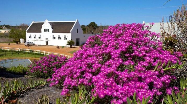 Groote Post Vineyards