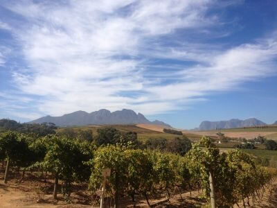 Weinlandschaft_2_baerbeitet