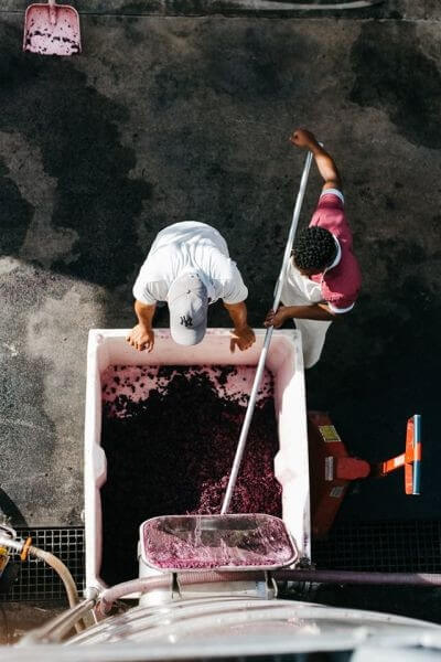 Thelema_Tannine_bearbeitet